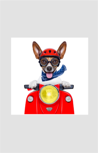 Doggy Scooter Sticker